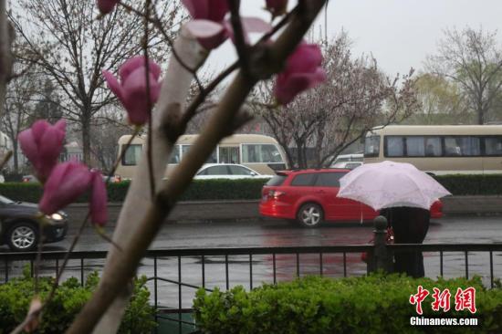 3月31日,三月 后一天,北京迎来首场春雨。细雨濛濛,淅淅沥沥,把盛开的春花万物的滋润。 中新社发 刘宪国 摄 CNSPHOTO