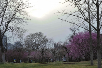 昨天,本市空气能见度较差。本版图片京华时报记者徐晓帆摄